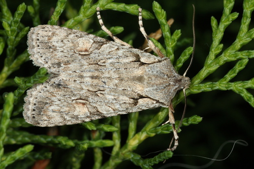 Grey Shoulder-knot