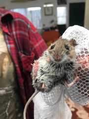 Peromyscus gossypinus