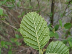 Alnus glutinosa barbata