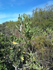 Searsia albomarginata