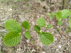 Alnus glutinosa barbata