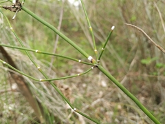 Equisetum ramosissimum