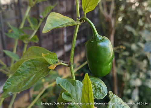 Foto de Pimenta dedo de moça