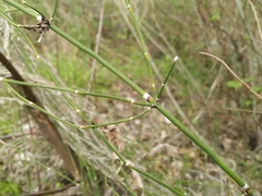 Equisetum ramosissimum