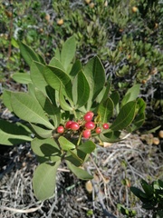 Searsia albomarginata