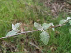 Populus alba