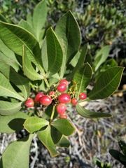 Searsia albomarginata