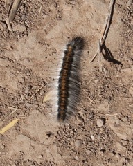 Malacosoma californica