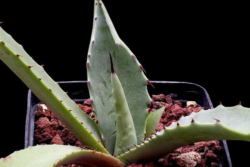 Agave durangensis