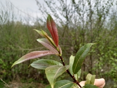 Salix triandra