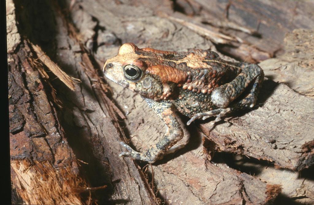 Sooty Toad