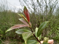 Salix triandra