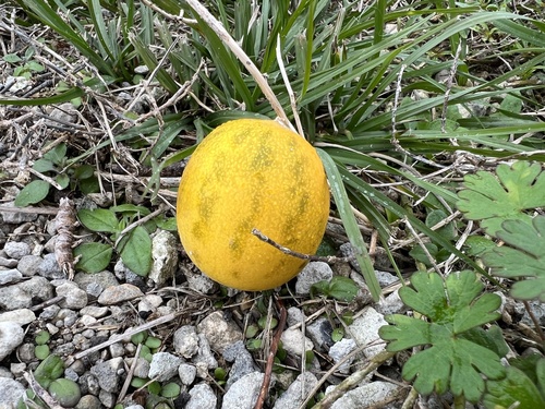 Cucumis melo iNat (3)
