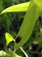 Plagiodera arizonae