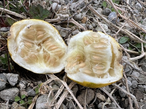 Cucumis melo