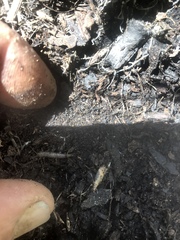 Allacrotelsa spinulata