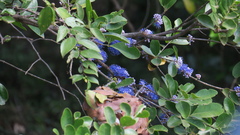 Memecylon umbellatum