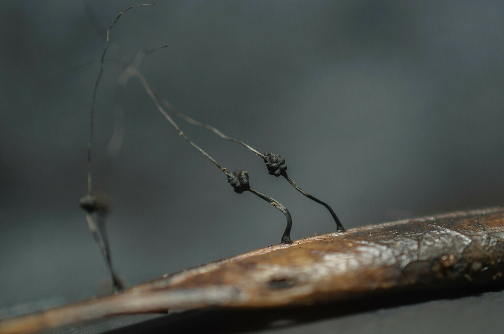 Xylaria sicula