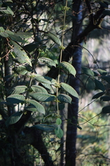 Siparuna gesnerioides