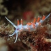 Flabellina cavolini - Photo (c) Stefan, some rights reserved (CC BY-NC), uploaded by Stefan