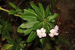 Impatiens sodenii image