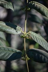 Siparuna gesnerioides