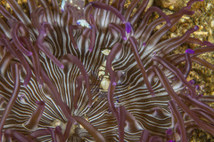 Ancylocaris brevicarpalis