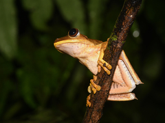 Boana calcarata