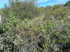 Searsia albomarginata