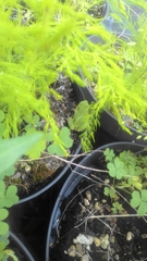 Hyla intermedia perrini