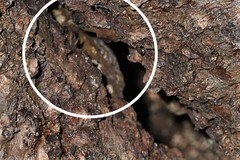 Rhacodactylus leachianus
