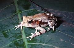 Sclerophrys brauni