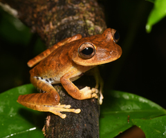 Boana maculateralis
