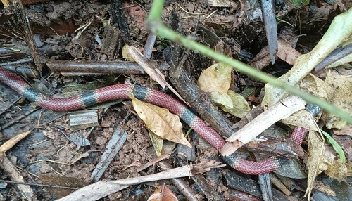 Broad-ringed Coralsnake