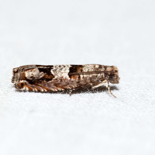 Sonia albimacula