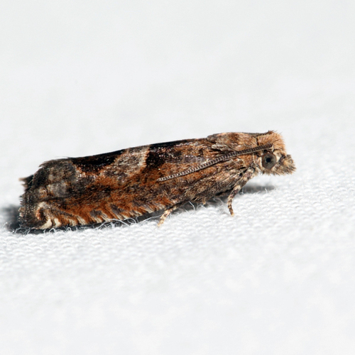 Sonia ferruginana