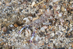 Ancylomenes holthuisi