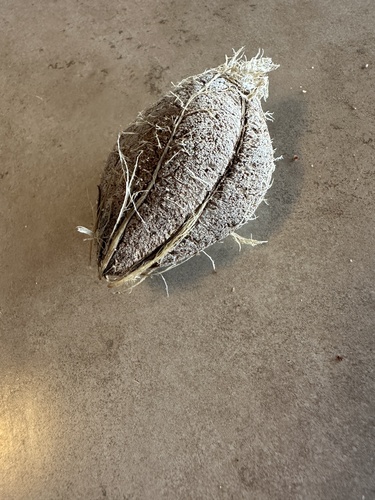 Terminalia catappa observed 2024-01-08