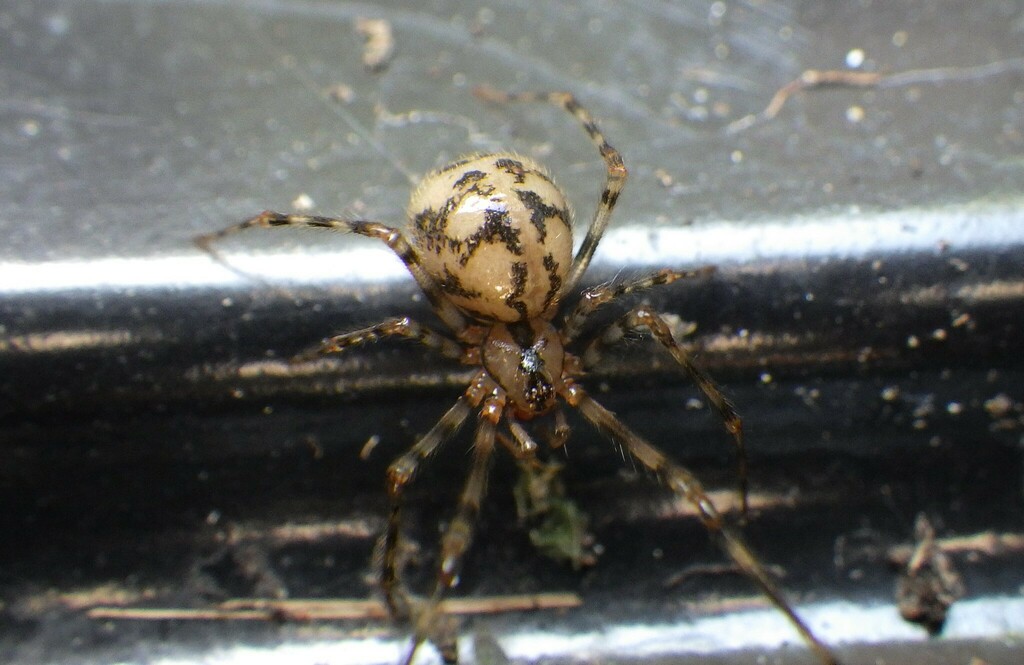 Cave spider, photo 1 of 10