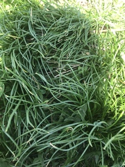 Allium schoenoprasum