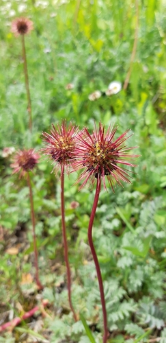 Image of Acaena magellanica by (c) Thomas Swerts, some rights reserved (CC BY-SA)