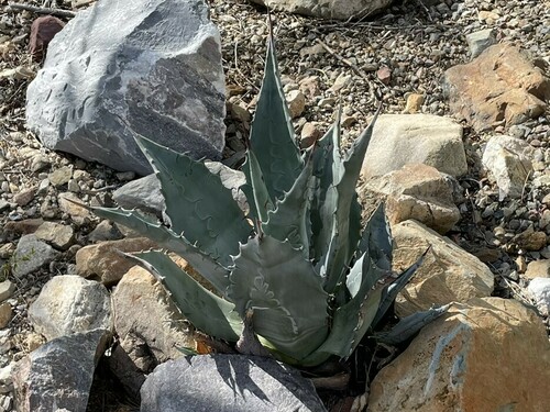 Agave delamateri W.C.Hodgson & Slauson