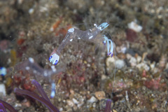 Ancylomenes magnificus