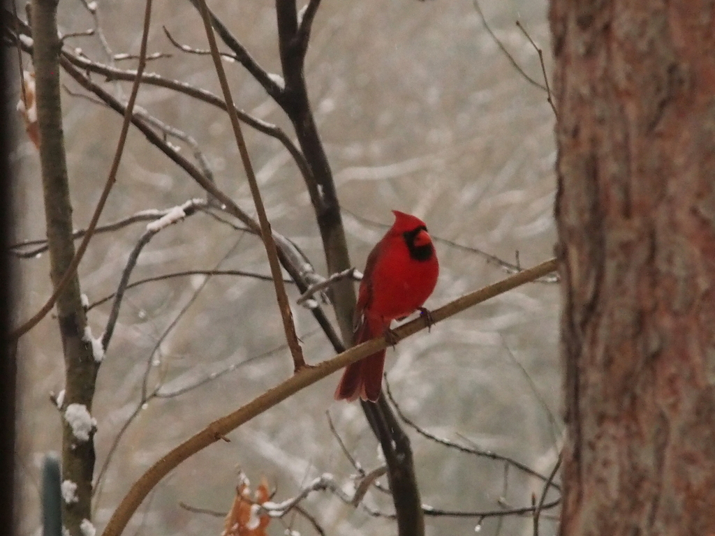 Northern Cardinal In January 2024 By Ken Potter INaturalist   Large 