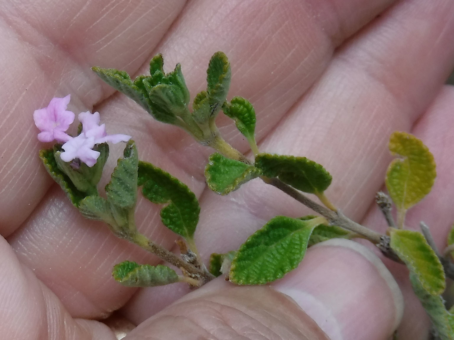 Lantana exarata