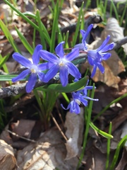 Scilla luciliae
