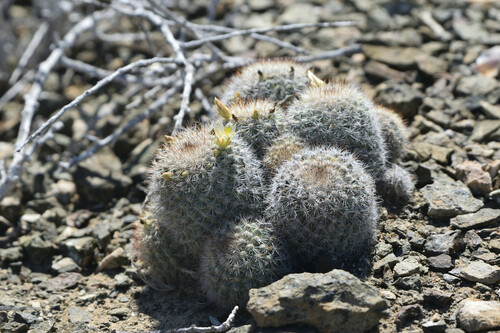 Cochemiea palmeri (Cochemiea palmeri)