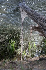 Malacosoma californica