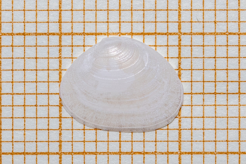 Representative image of Bornia geoffroyi