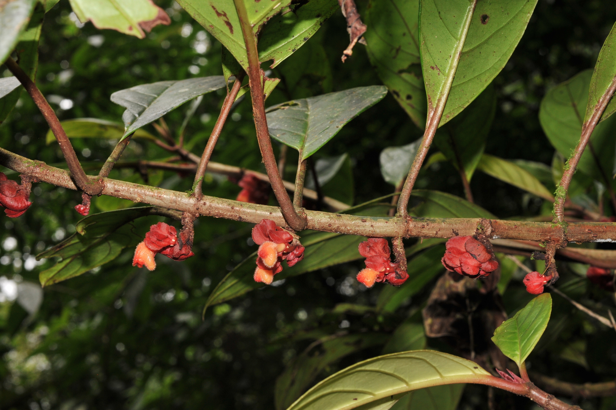 Drymonia coriacea